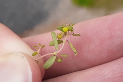 Euphorbia glyptosperma