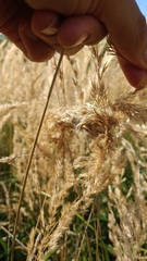 Cheiracanthium punctorium