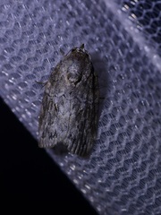 Garella