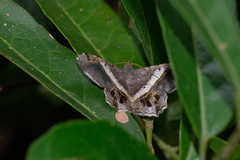 Chiasmia nora