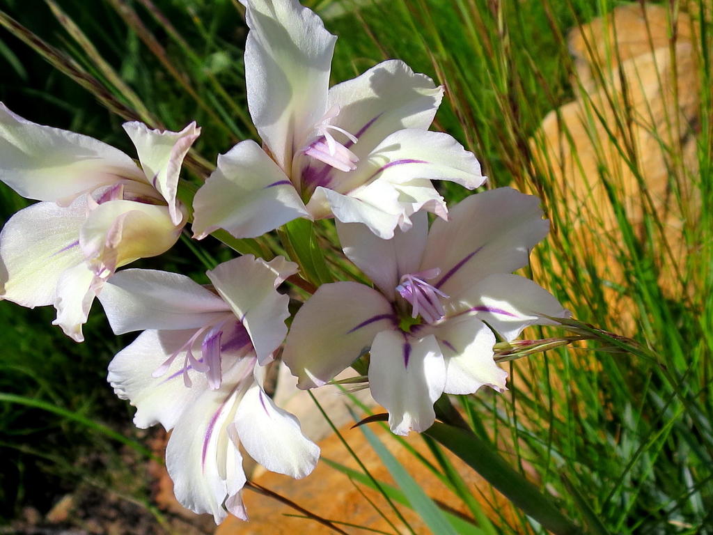 Common Swordlily