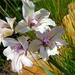 Gladiolus floribundus - Photo ללא זכויות יוצרים, הועלה על ידי Di Turner