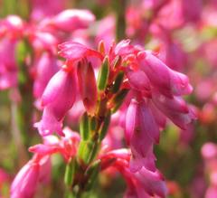 Erica corifolia