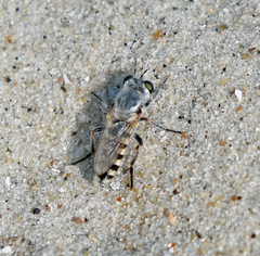 Laphystia litoralis