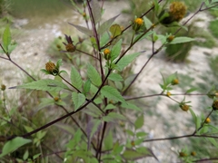 Bidens frondosa