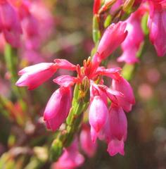 Erica corifolia