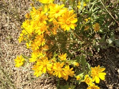 Heterotheca fulciens