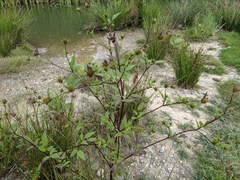 Bidens frondosa