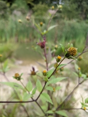 Bidens frondosa