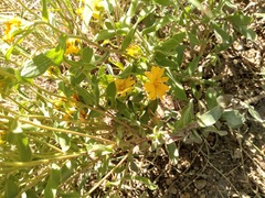 Heterotheca fulciens