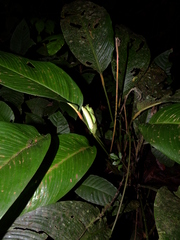 Spathiphyllum humboldtii