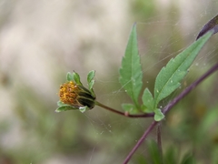 Bidens frondosa