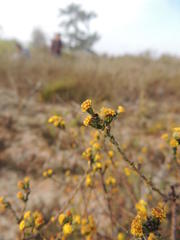 Marasmodes dummeri