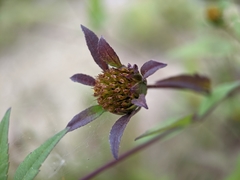 Bidens frondosa