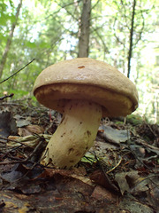 Boletus huronensis
