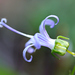 California Harebell - Photo (c) David Hofmann, some rights reserved (CC BY-NC-ND)