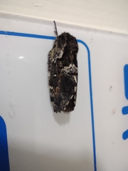 Cosmotriche discitincta