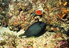 Cantherhines pardalis