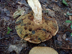 Boletus huronensis