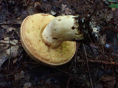 Boletus huronensis