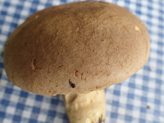 Boletus huronensis