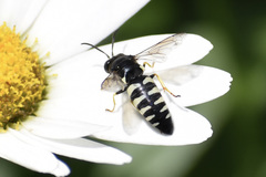 Bicyrtes quadrifasciatus