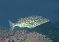 Lethrinus microdon
