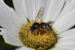 Bicyrtes quadrifasciatus