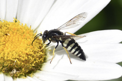 Bicyrtes quadrifasciatus