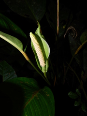 Spathiphyllum humboldtii
