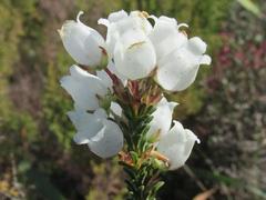 Erica odorata