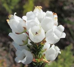 Erica odorata