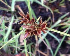 Cyperus semitrifidus