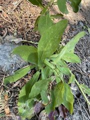 Pseudoturritis turrita