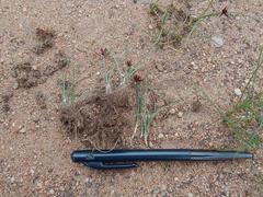 Cyperus semitrifidus