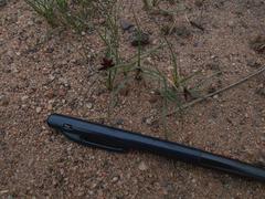Cyperus semitrifidus
