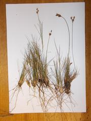 Bulbostylis contexta