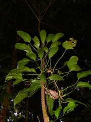 Philodendron sphalerum