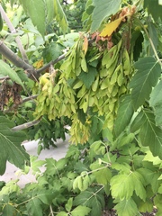 Acer negundo