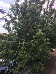 Acer negundo