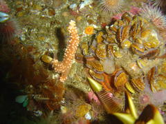 Aulacomya atra capensis