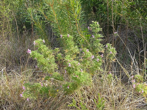 Image of Pelargonium radens by (c) Shaun Swanepoel, some rights reserved (CC BY)