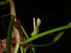 Philodendron sphalerum