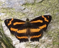 Symbrenthia niphanda