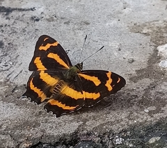 Symbrenthia niphanda