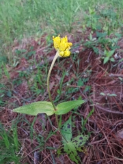 Alloispermum scabrum