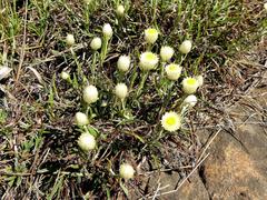 Helichrysum chionosphaerum