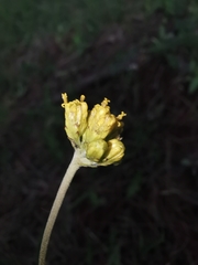 Alloispermum scabrum