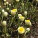 Helichrysum chionosphaerum - Photo (c) Andrew Hankey, algunos derechos reservados (CC BY-SA), subido por Andrew Hankey