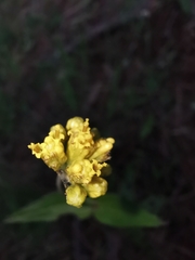 Alloispermum scabrum